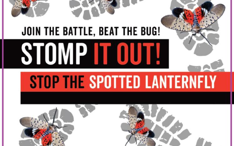 Spotter Laternfly Information 